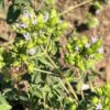 Oregano, Cretan (Origanum onites), packet of 20 seeds, organic - Image 2