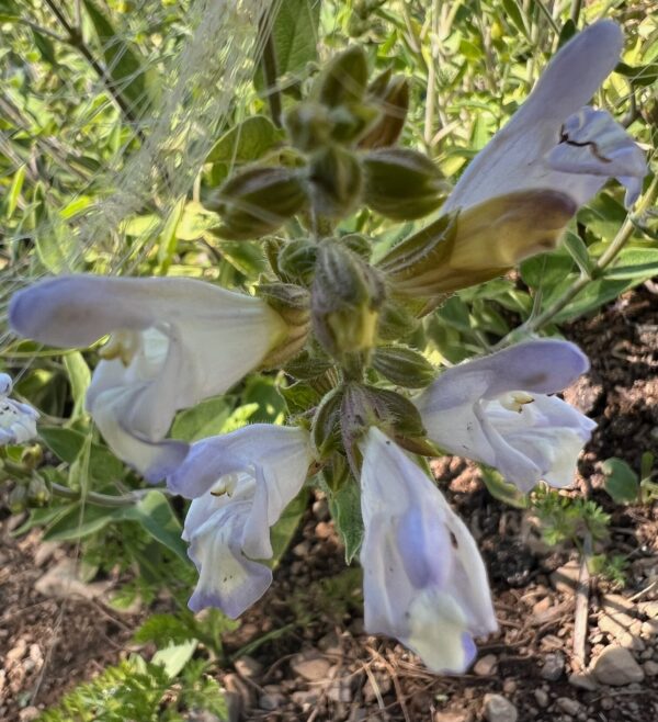 Sage, Balsamic (Salvia tomentosa), packet of 20 seeds, organic - Image 3