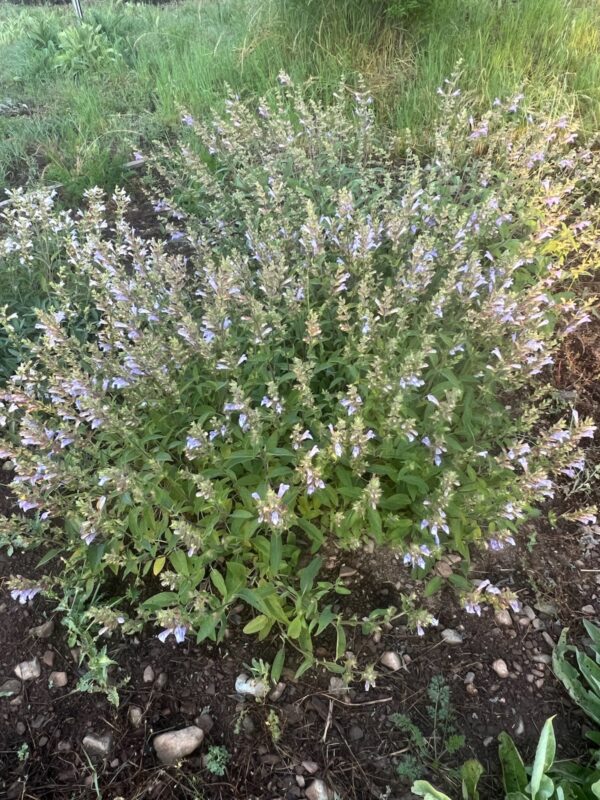 Sage, Balsamic (Salvia tomentosa), packet of 20 seeds, organic - Image 5