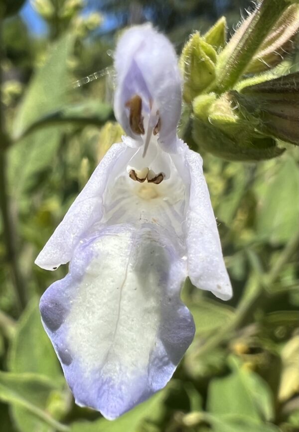 Sage, Balsamic (Salvia tomentosa), packet of 20 seeds, organic - Image 4