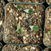 Century Plant, American (Agave americana), packet of 20 seeds - Image 2