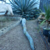Century Plant, American (Agave americana), packet of 20 seeds - Image 3