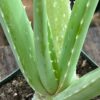 Aloe vera x vera (Aloe Vera), packet of 10 seeds - Image 5