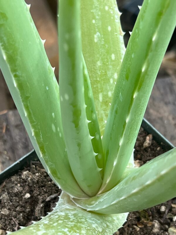 Aloe vera x vera (Aloe Vera), packet of 10 seeds - Image 5