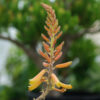 Aloe vera x vera (Aloe Vera), packet of 10 seeds - Image 4