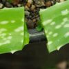 Aloe vera x vera (Aloe Vera), packet of 10 seeds - Image 3