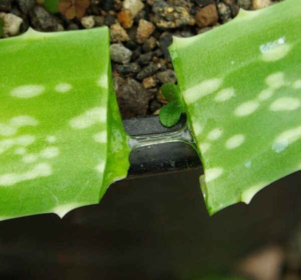 Aloe vera x vera (Aloe Vera), packet of 10 seeds - Image 3