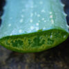 Aloe vera x vera (Aloe Vera), packet of 10 seeds - Image 2