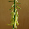 Aloe vera x vera (Aloe Vera), packet of 10 seeds - Image 6
