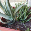 Aloe vera x vera (Aloe Vera), packet of 10 seeds - Image 7