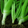 Aloe vera x vera (Aloe Vera), packet of 10 seeds - Image 8