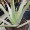 Aloe vera x vera (Aloe Vera), packet of 10 seeds - Image 9