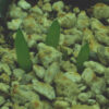 Aloe vera x vera (Aloe Vera), packet of 10 seeds - Image 10