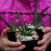 Aloe vera x vera (Aloe Vera), packet of 10 seeds