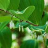 Giant Solomon’s Seal plant