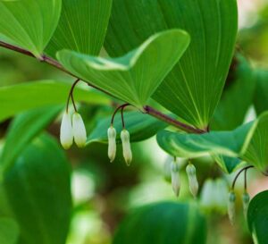 Giant Solomon’s Seal plant