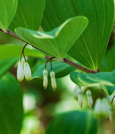 Giant Solomon’s Seal plant