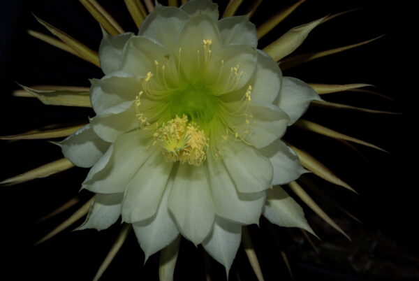 Cactus, Princess-of-the-Night (Selenicereus pteranthus) potted plant, organic