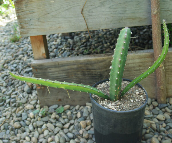 Cactus, Princess-of-the-Night (Selenicereus pteranthus) potted plant, organic - Image 2