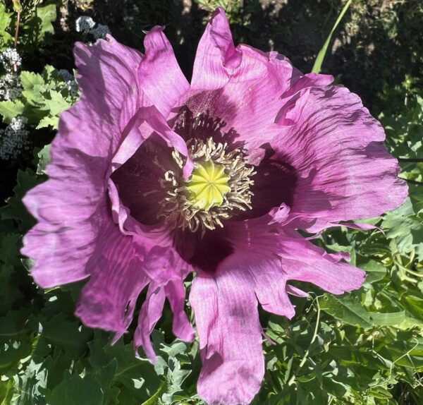 Poppy, Oregon Purple (Papaver somniferum) seeds