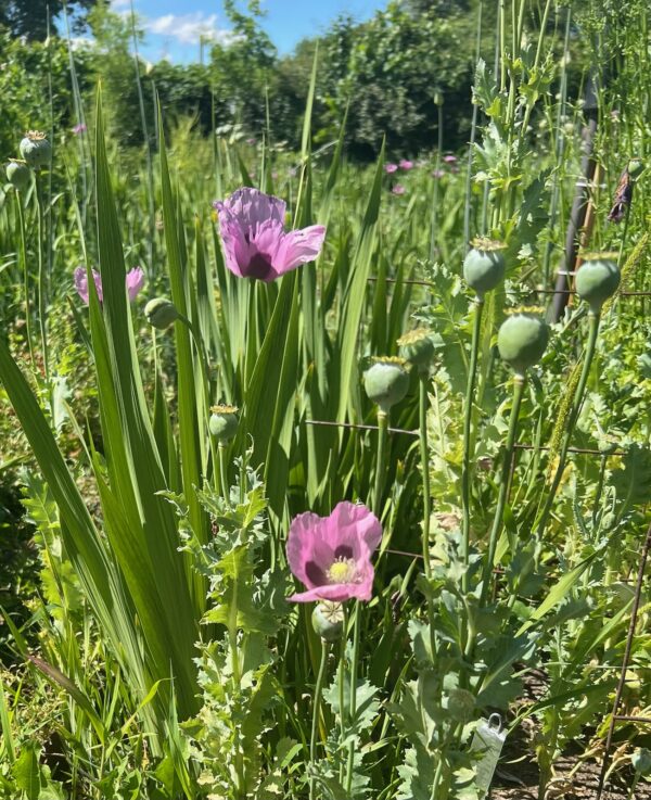 Poppy, Oregon Purple (Papaver somniferum) seeds - Image 2