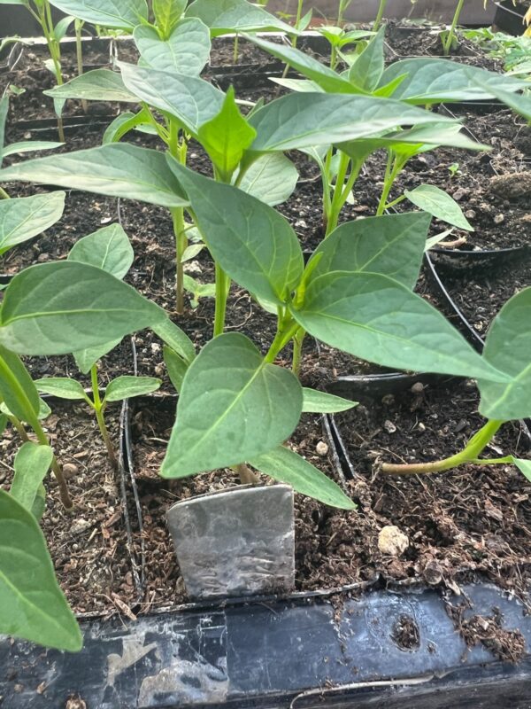 Pepper, Chilhuacle Negro (Capsicum annuum), potted plant, organic