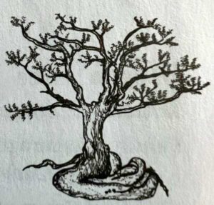 Torote Elephant Tree (Bursera microphylla) Illustration