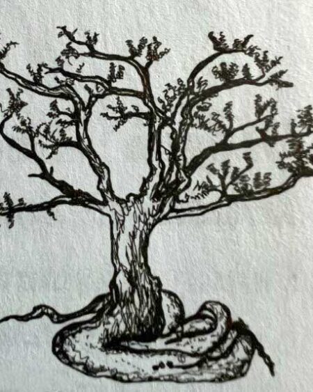 Torote Elephant Tree (Bursera microphylla) Illustration