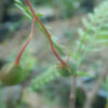 Elephant Tree, Torote (Bursera microphylla), packet of 3 seeds, organic - Image 3