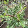 Elephant Tree, Torote (Bursera microphylla), packet of 3 seeds, organic - Image 6