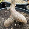 Elephant Tree, Torote (Bursera microphylla), packet of 3 seeds, organic - Image 11