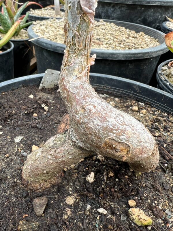 Elephant Tree, Torote (Bursera microphylla), packet of 3 seeds, organic - Image 12