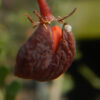 Elephant Tree, Torote (Bursera microphylla), packet of 3 seeds, organic - Image 4