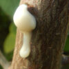 Elephant Tree, Torote (Bursera microphylla), packet of 3 seeds, organic - Image 7