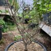 Elephant Tree, Torote (Bursera microphylla), packet of 3 seeds, organic - Image 8