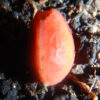 Elephant Tree, Torote (Bursera microphylla), packet of 3 seeds, organic - Image 9