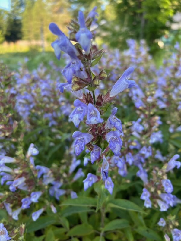 Sage, Balsamic (Salvia tomentosa), packet of 20 seeds, organic - Image 6