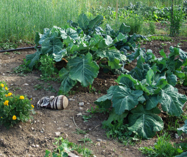 Kale, Walking Stick (Brassica oleracea var. longata) seeds, organic