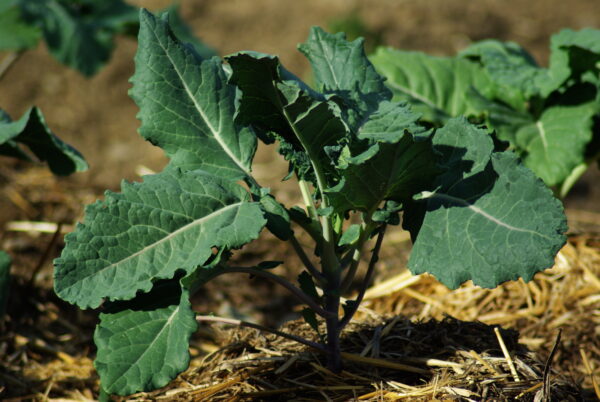 Kale, Walking Stick (Brassica oleracea var. longata) seeds, organic - Image 3