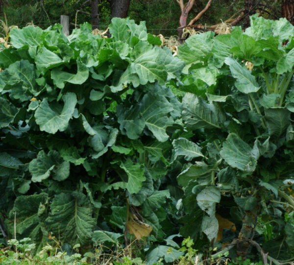 Kale, Walking Stick (Brassica oleracea var. longata) seeds, organic - Image 2