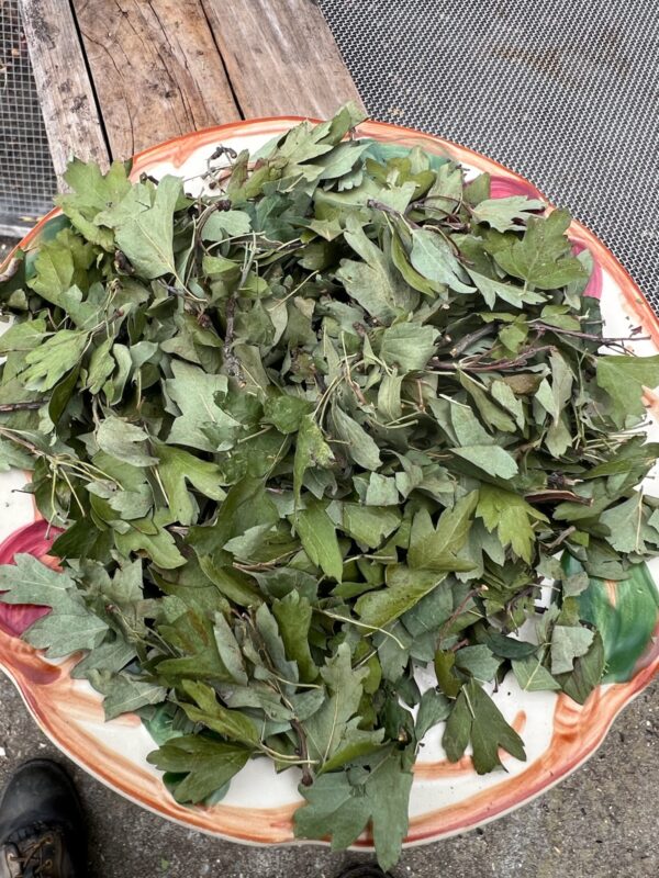 Hawthorn (Crataegus monogyna) Dried Leaf, 50 gram bag, Organic
