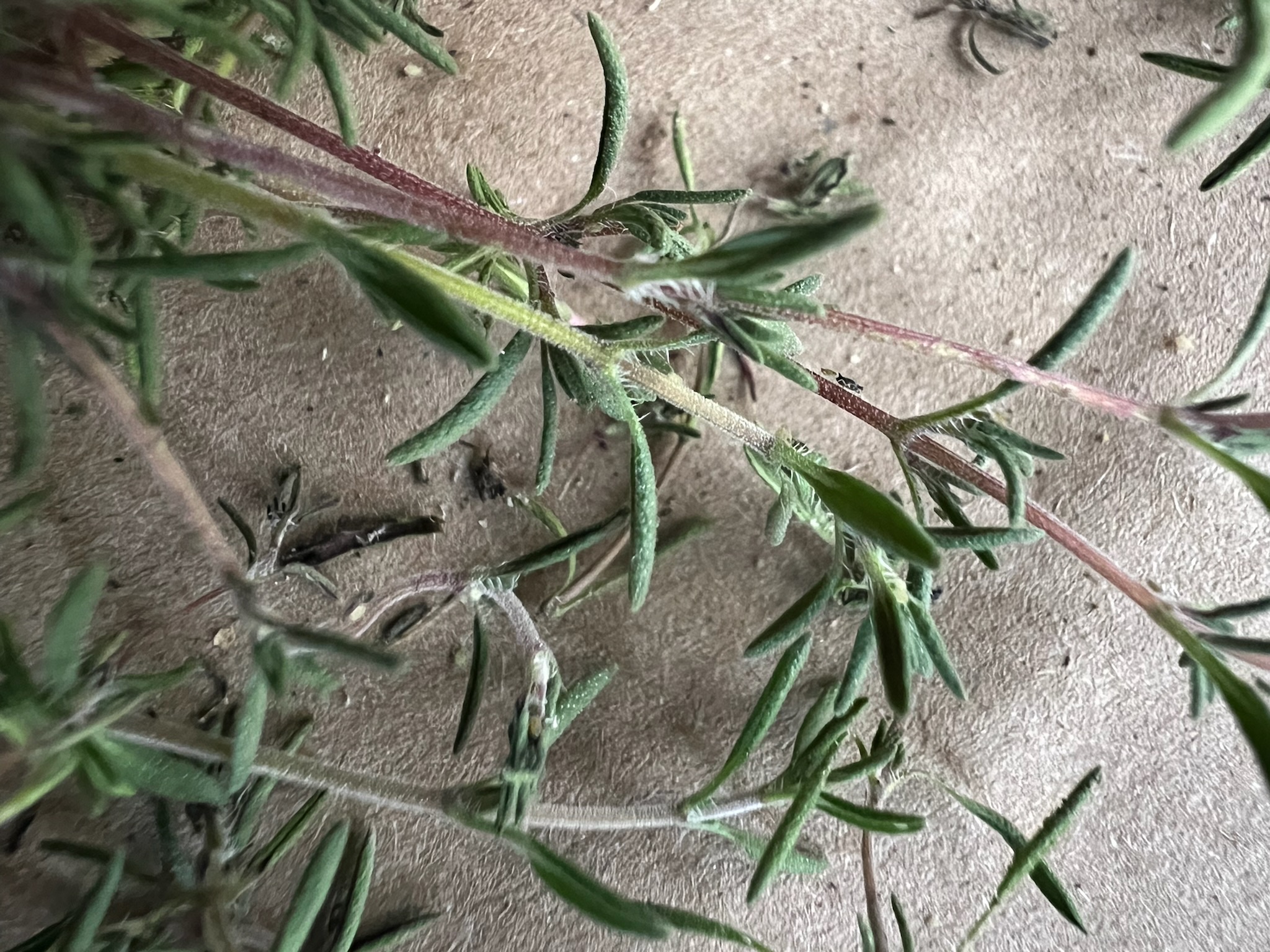 Thyme, Spanish (Thymus zygis) plant, Organic