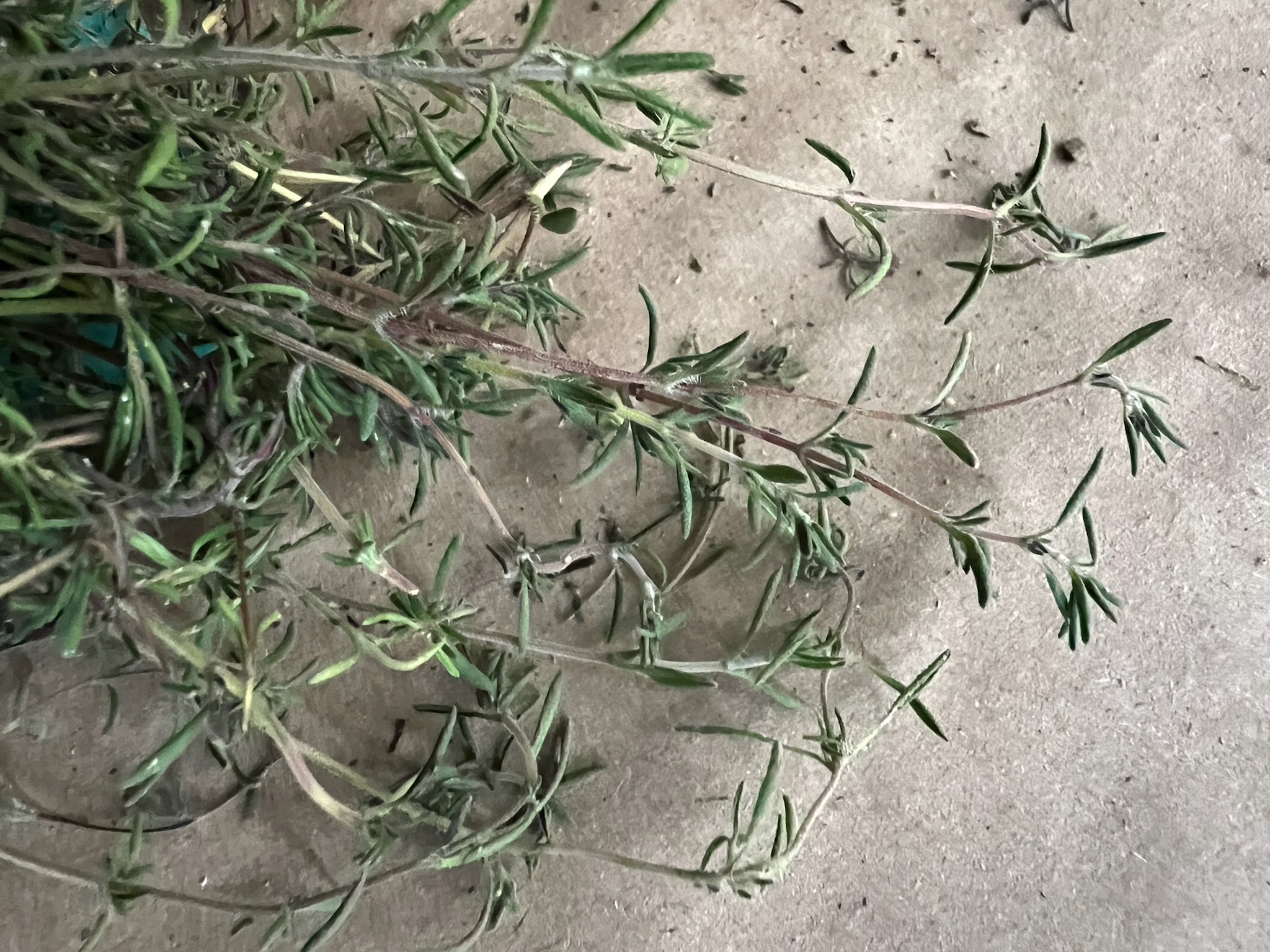 Thyme, Spanish (Thymus zygis) plant, Organic - Image 2