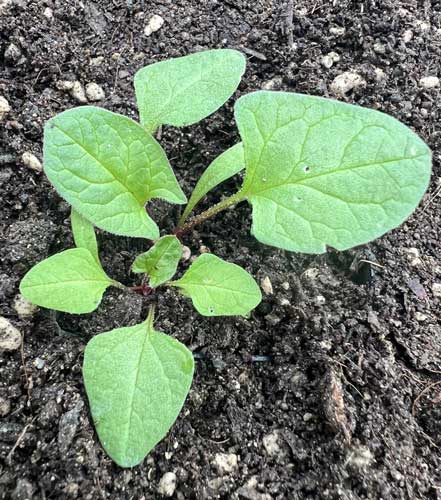 (give me that) Old Time Nutrition Seed Collection, Organic - Image 6