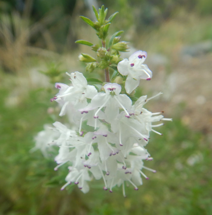 Savory, Creeping (Satureja spicigera) potted plant, organic