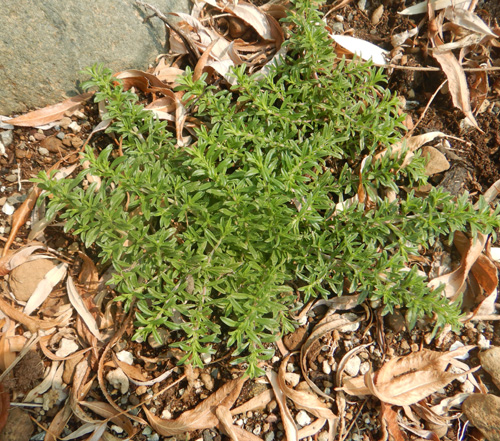 Savory, Creeping (Satureja spicigera) potted plant, organic - Image 2