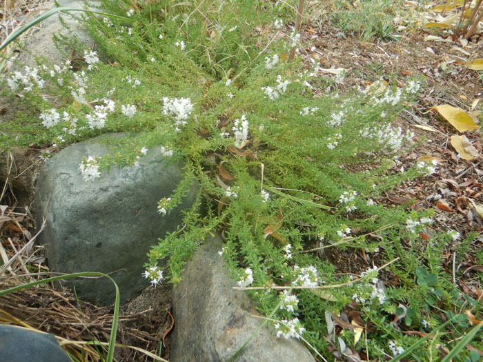 Savory, Creeping (Satureja spicigera) potted plant, organic - Image 3
