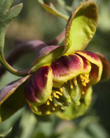 Western Peony (Paeonia brownii) Flower