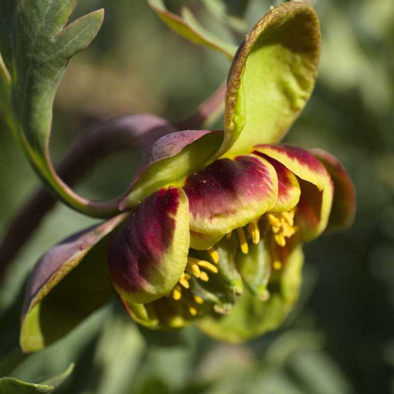 Western Peony (Paeonia brownii) Flower