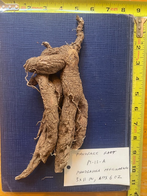 Dried Whole Mandrake Root M_13_A, organic
